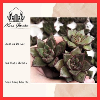 Sen đá hoa hồng đen size vỉ mini 🔥FREE SHIP🔥 Xuất xứ Đà Lạt, đã thuần khí hậu
