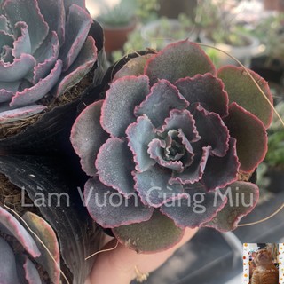 Sen Đá Bắp Cải Tím 🥦🥦🥦 - Size Bầu - Trung