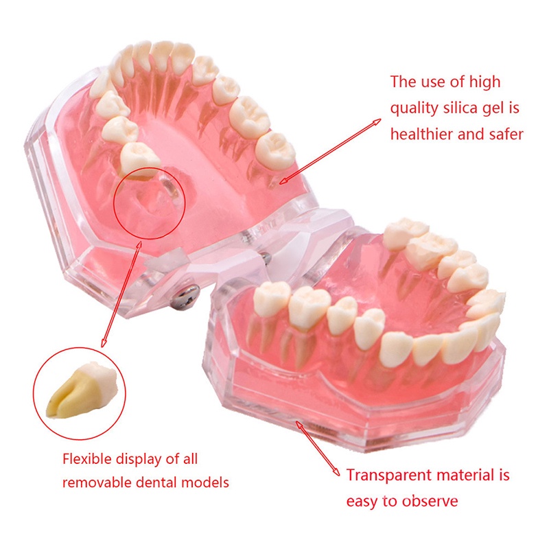 Mô Hình Hàm Răng Mềm Có Thể Tháo Rời Dùng Trong Giảng Dạy Nha Khoa