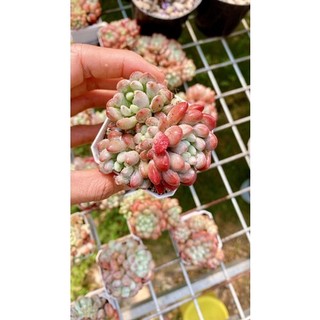sen đá sỏi tuyết
