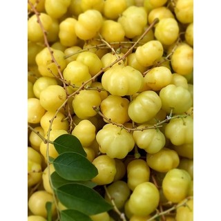 Cây chùm ruột