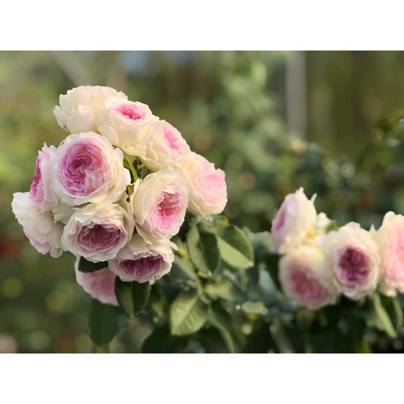 Hoa hồng Blue Moonstone Rose - hoa thơm, hoa chùm