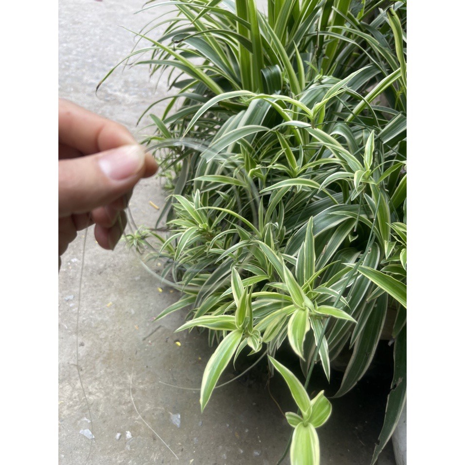 Cước buộc trục câu đài câu đơn săn hàng và thẻo ,cước MC jiadiaoni chính hãng