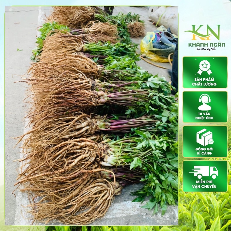 Sâm Đương Quy Lai Châu (Tươi) | Tốt Cho Sức Khỏe