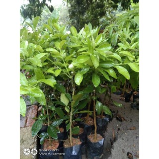 Cây giống chanh tứ quý