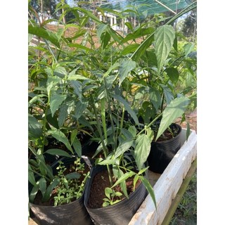 cây giống xương khỉ (cây bìm bịp)