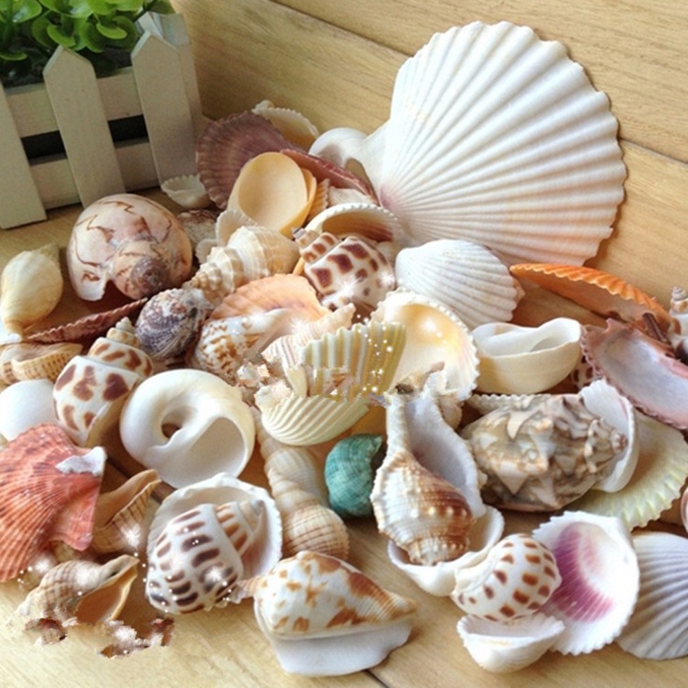 100g Vỏ Sò Các Loại Trang Trí Bể Cá