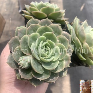Sen Đá Ngọc Bích 🏝🏝🏝 - Size Bầu - Trung