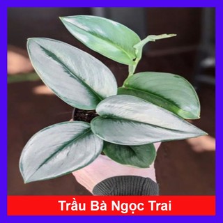 Cây Trầu Bà Ngọc Trai - cây cảnh trong nhà
