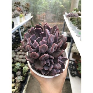 SEN ĐÁ CÚC TÍM (Echeveria cupid)