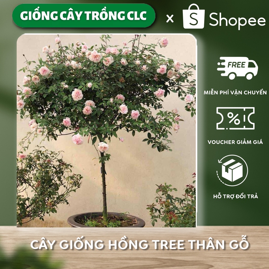 Cây giống hồng Tree hồng thân gỗ, cây cao khoảng 70cm có đủ các màu cho mọi người chọn (hồng ghép không nguyên bản)