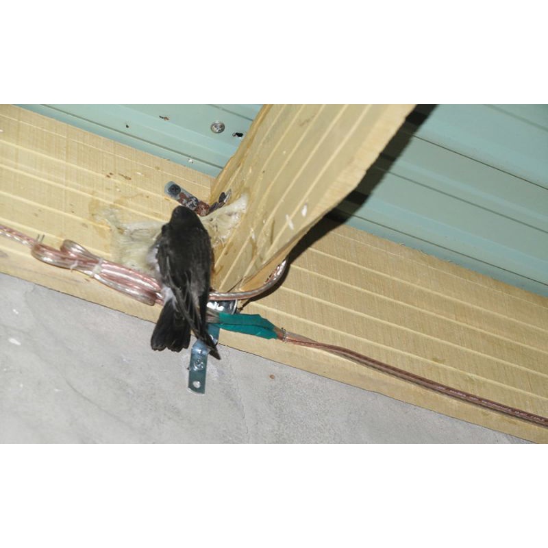 Hộp 50g tổ yến thô góc Nha Trang