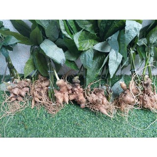 Sâm Lai Châu 10 củ 1kg có lá