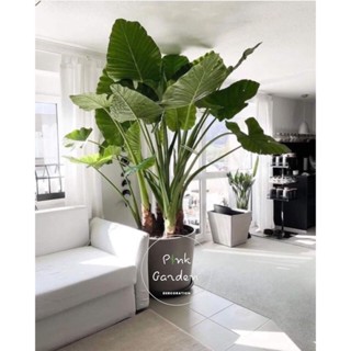 Cây ráy voi(mua3 tặng 1)-cây làm phong cảnh,trang trí sân vườn.