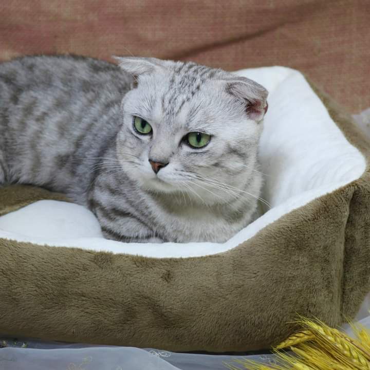 Nệm Vuông Hình Xương Cho Chó Mèo - Ổ Đệm Nằm Cho Thú Cưng Dày Dặn Ấm Áp