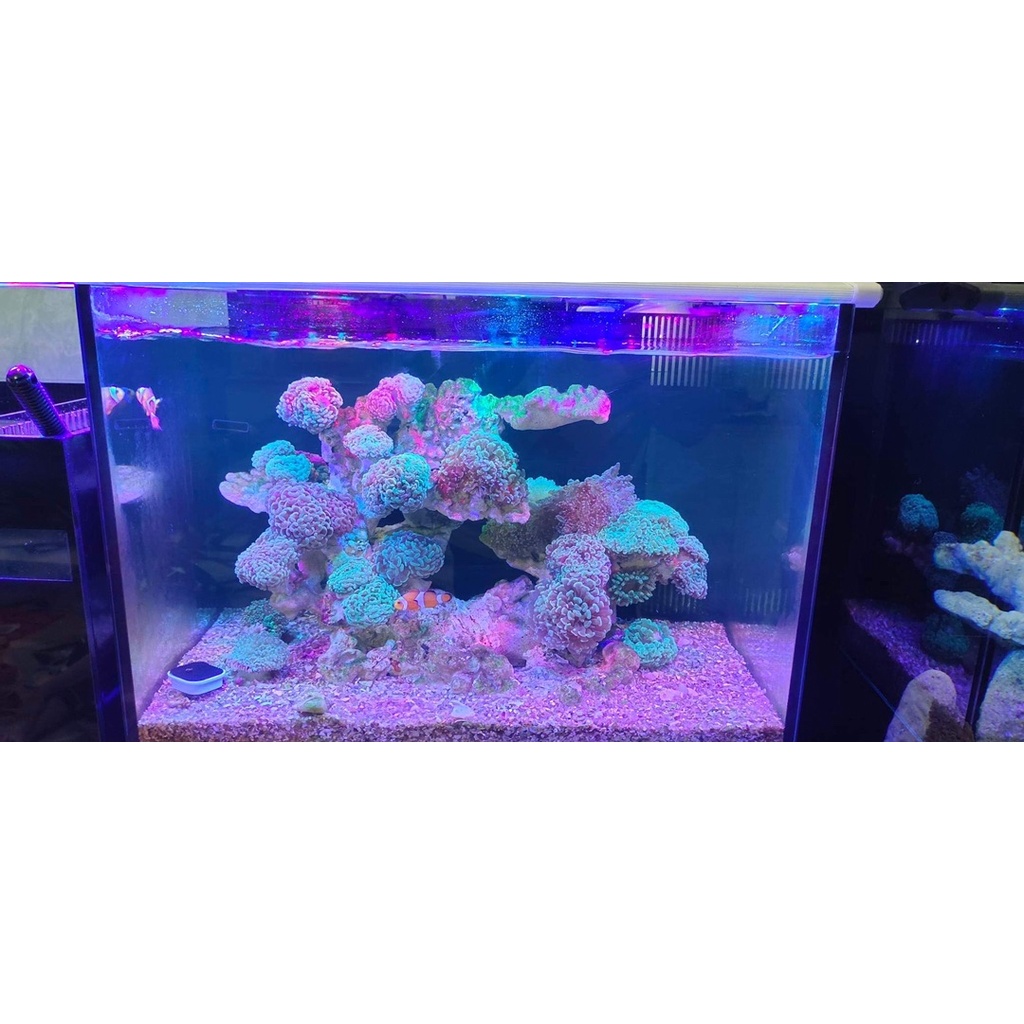 Đèn bể cá biển