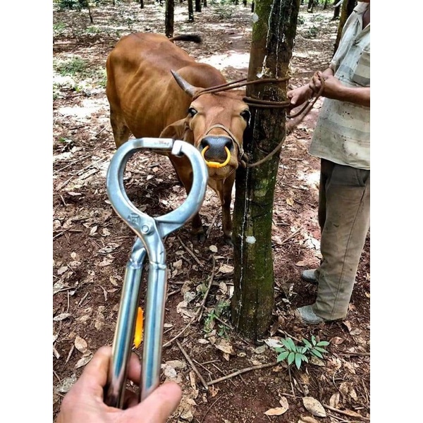 Kìm sỏ mũi bò - Kìm Bấm Mũi Bò INOX kìm bấm mũi bò