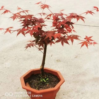 Phong lá đỏ ( hàng VIP))