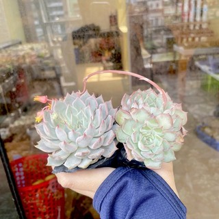 Sen đá cúc gai - size bầu đơn 80k : 14h->21h có quà tặng ạ