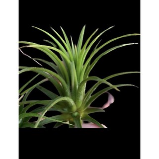 Cây không khí thạch thảo ( Tillandsia ionantha)