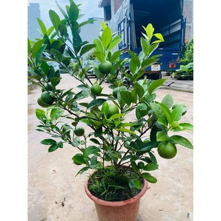 Cây giống chanh tứ quý