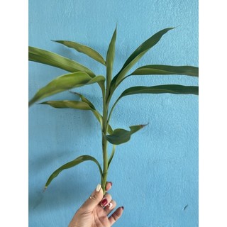 Cành phát lộc (2cành)