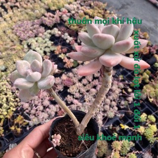Sen đá pink gem cổ thụ dc garden size bé 5-8cm, cây sen đá