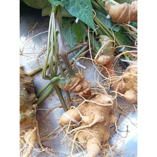 Sâm Lai Châu 10 củ 1kg có lá