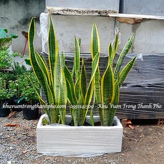 Chậu xi măng đá mài chữ nhật 60x20x20cm