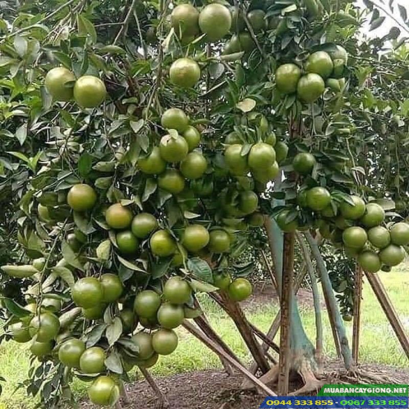 Cây quýt đường Ôn châu