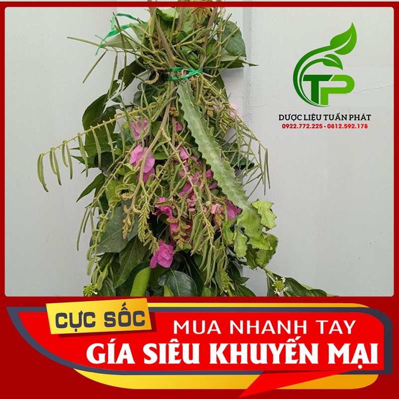 COMBO 7 loại gai trừ tà, xả vận xui đại cát đại lộc