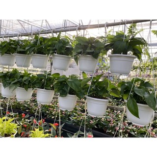 Chậu cứng Jade Pothos- Trầu bà Jade