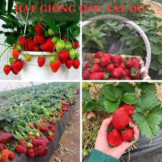Hạt giống dâu tây hana đỏ chịu nhiệt