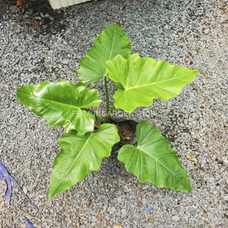 Philodendron Subin