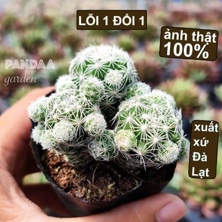 Xương Rồng Trứng Chim Size Bé 5-8cm, Vườn Sen Đá PANDAA GARDEN Xứ Đà Lạt Khoẻ Đẹp, Thích Nghi Mọi Khí Hậu, Lỗi 1 Đổi 1