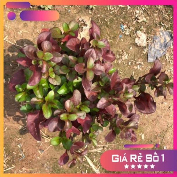 Cây diệu kỷ đỏ (diệu đỏ) cao 15cm nhiều nhánh sum suê lá đỏ (Hàng Chuẩn)