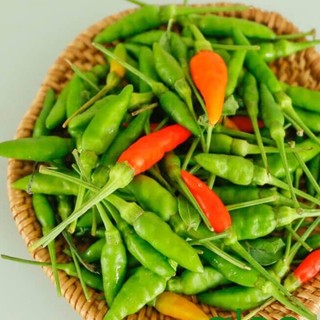 Hạt giống Ớt Xiêm Rừng - ớt thóc - ớt chim