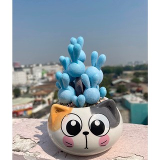 Sen đá tai thỏ xanh dương làm từ đất sét