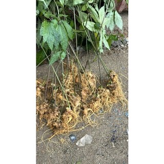 Sâm Lai Châu 10 củ 1kg có lá