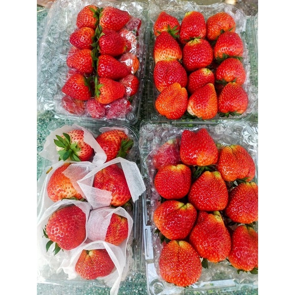 DÂU TÂY HANA MỘC CHÂU TƯƠI ĐỦ SIZE - Hàng tươi bay air mỗi ngày