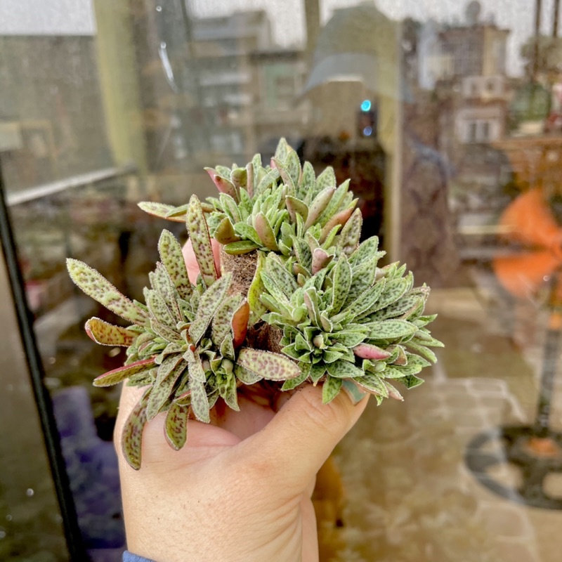 Sen Đá Cỏ Tím Mini