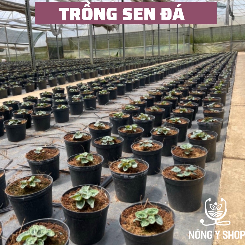 Size 15-14cm có khớp nối trụ, Chậu nhựa đen, nhựa cứng, chậu tròn, cây kiểng lá -  sen đá, thoát nước tốt, bền đẹp rẻ