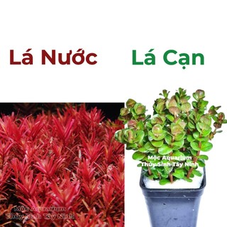 10 NGỌN Lá Nước /Lá Cạn - Rotala Super Red - Cây thủy Sinh - Cây Cắt Cắm