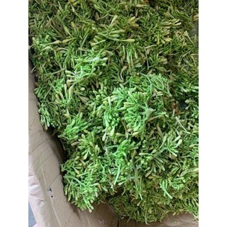 500g Hoa Đu Đủ Đực Sấy Lạnh