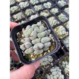 SEN ĐÁ CONOPHYTUM ĐỘC LẠ 80K