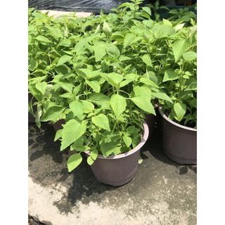 Cây kinh giới ( cây rau gia vị đủ loại dễ trồng )