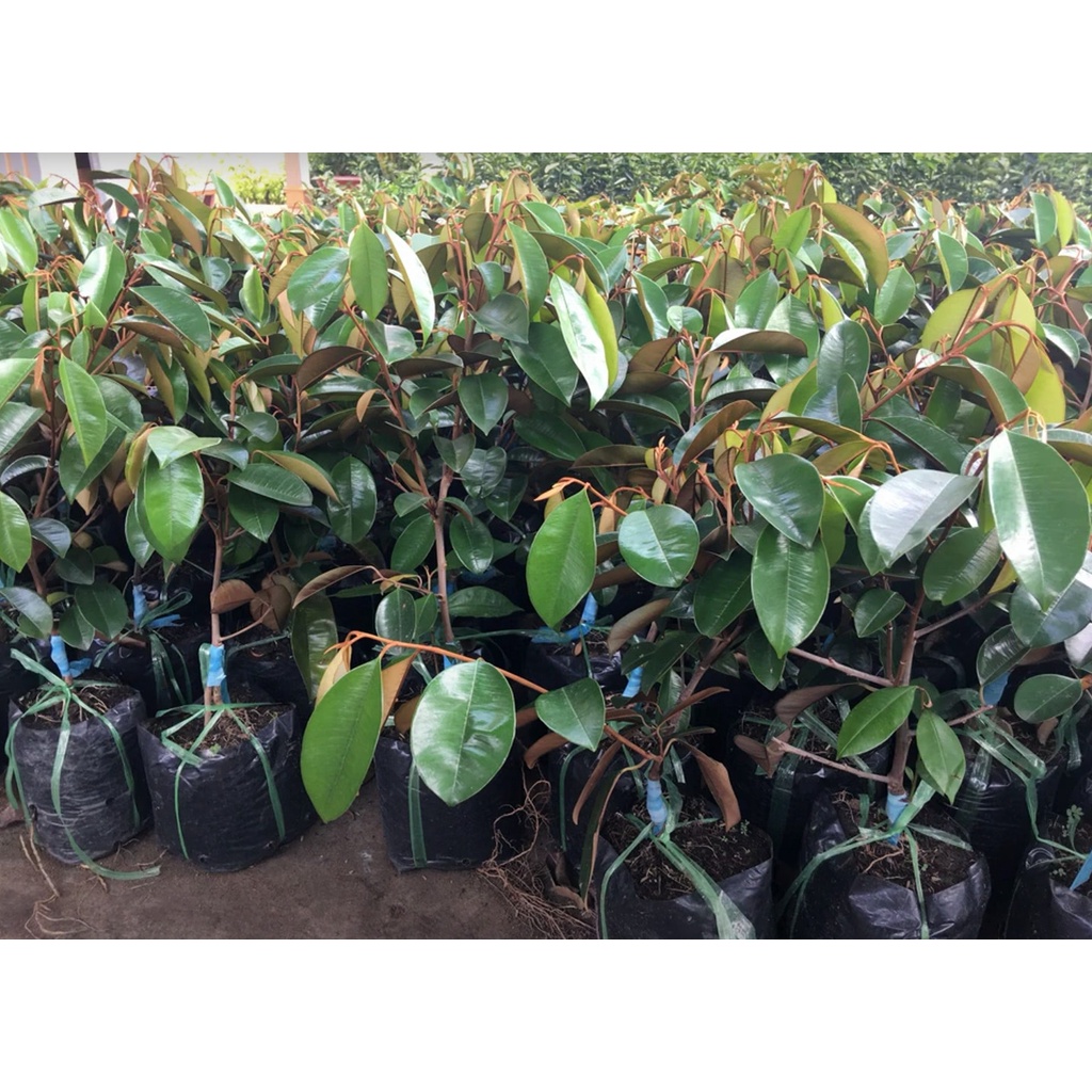 Cây vú sữa lò rèn giống