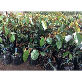 Cây vú sữa lò rèn giống