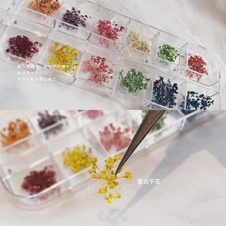 Hoa khô đính móng Set 12 màu