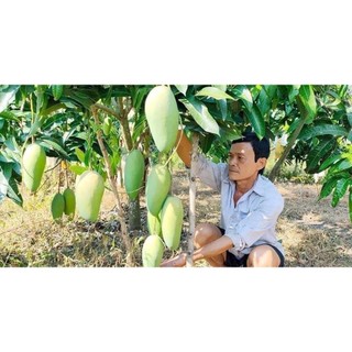 CÂY XOÀI HẠT LÉP (cây cao 40-50cm)